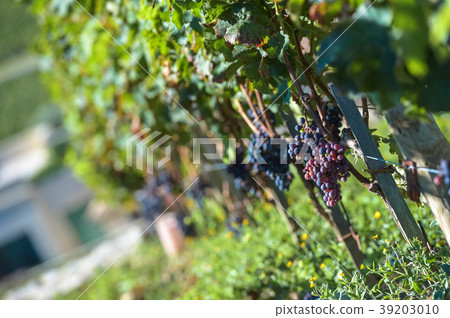 Grapes in Bordeaux Vineyard Grapes in Bordeaux Vineyard 39203010