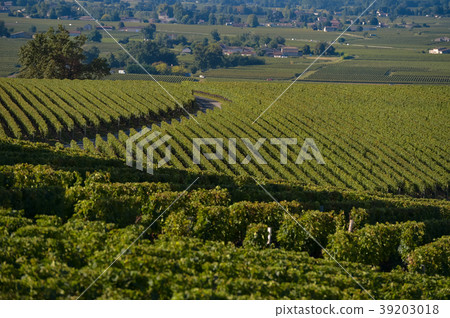 Saint-Emilion-Vineyard landscape-Vineyard south Saint-Emilion-Vineyard landscape-Vineyard south 39203018