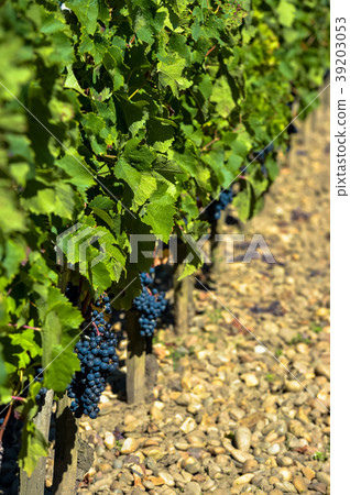 Grapes in Bordeaux Vineyard 39203053