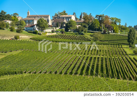 Saint-Emilion-Vineyard landscape-Vineyard south 39203054