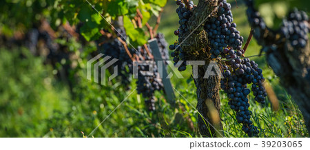 Grapes in St-Emilion 39203065