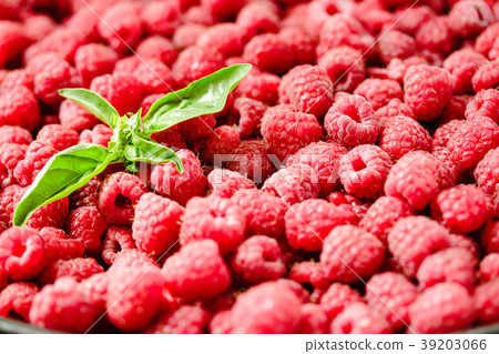 Fresh sweet raspberry and green basil, summer food Fresh sweet raspberry and green basil, summer food 39203066