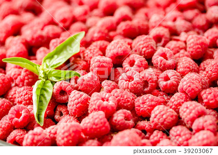 Fresh sweet raspberry and green basil, summer food Fresh sweet raspberry and green basil, summer food 39203067