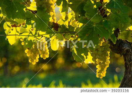 Grape illuminated by the sunlight - autumn scene 39203156