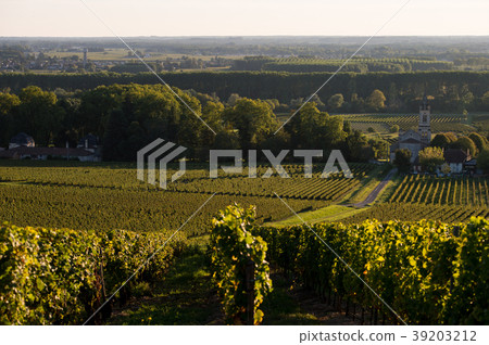 Vineyard landscape-Vineyard south west of France 39203212