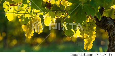 Grape illuminated by the sunlight - autumn scene 39203213