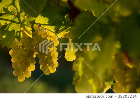Grape illuminated by the sunlight - autumn scene 39203214