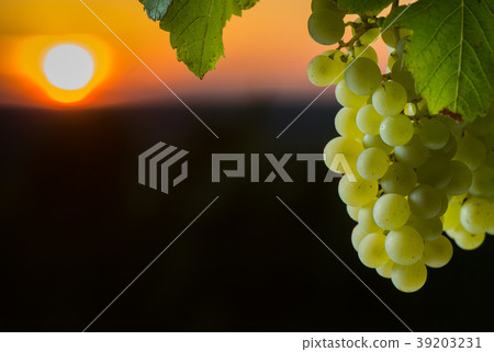 Grape illuminated by the sunlight - autumn scene Grape illuminated by the sunlight - autumn scene 39203231