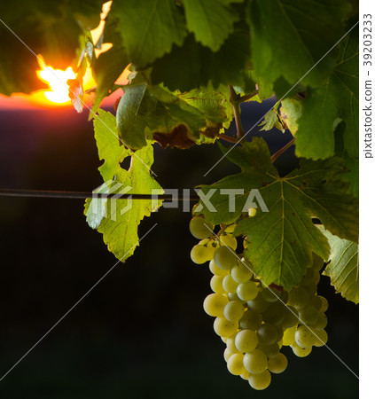 Grape illuminated by the sunlight - autumn scene Grape illuminated by the sunlight - autumn scene 39203233
