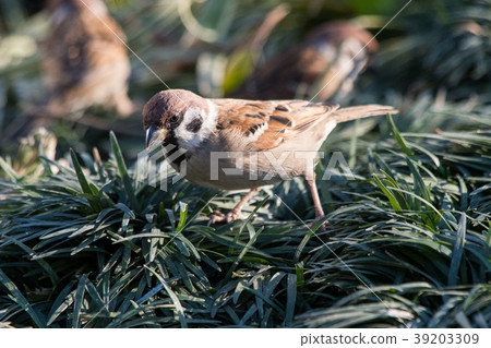 Sparrow 39203309