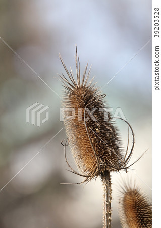 Rashakakigusa 39203528
