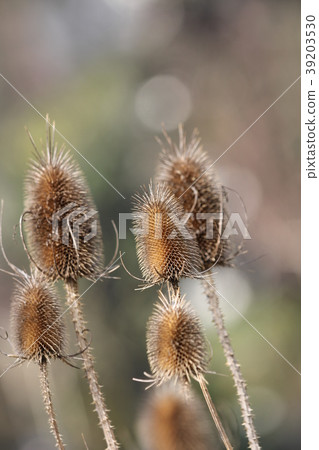 Rashakakikusa 39203530