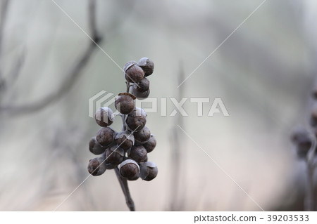 Hamago fruit Hamago fruit 39203533