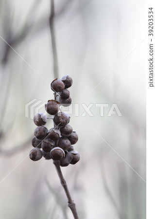 Hamago fruit 39203534