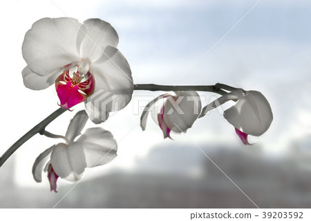 Close up of white orchid flower 39203592