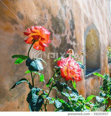 Beautiful roses in the pot on old wall background Beautiful roses in the pot on old wall background 39203937