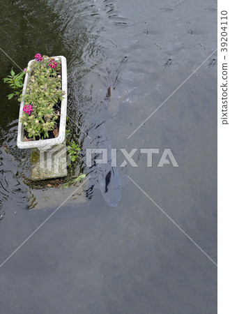 Water channel in the river and flowers and moss Water channel in the river and flowers and moss 39204110