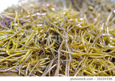 羊棲菜 羊棲菜 39204396