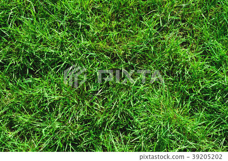 Close-up of uncultivated wild green lawn. View 39205202