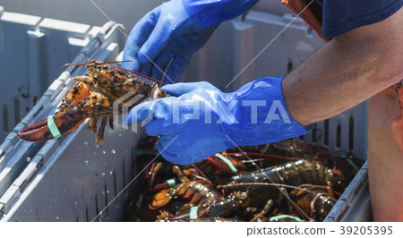 Close up of a live lobster being held 39205395