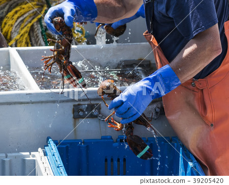 Lobster fisherman holding two live Maine lobsters 39205420