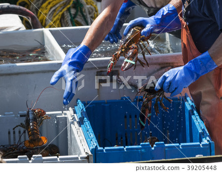 Fishermen throwing live lobsters into bins 39205448