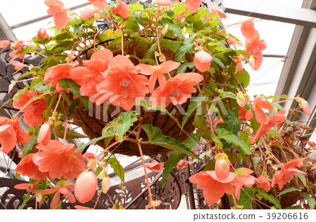Enjoy Hanking's Begonia 39206616