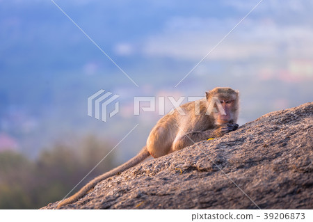 monkeys on Hua Hin viewpoint 39206873