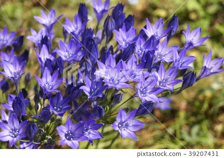 酷羅莎迪亞 39207431