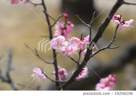 Ume flower 39208206