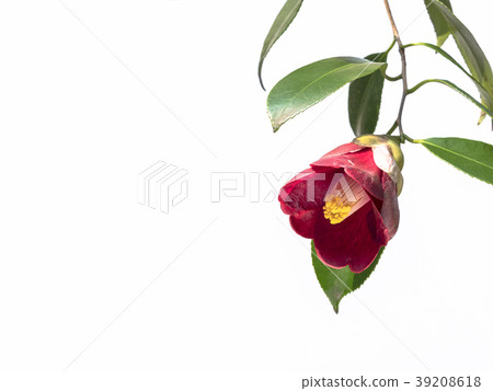 山茶花玫瑰紅色的花 39208618