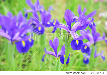 Iris flower Iris flower 39208731