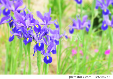 鳶尾花　 39208732