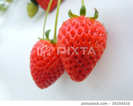 草莓採摘 草莓採摘 39208838