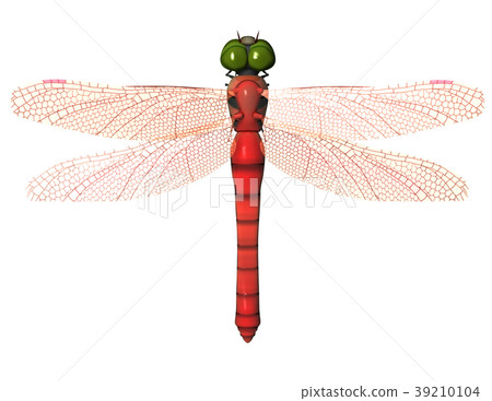 紅蜻蜓 39210104