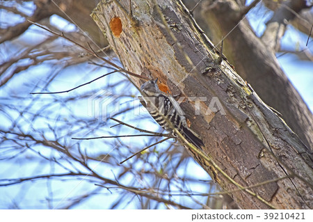 Kogera(大垣木鳥) Kogera(大垣木鳥) 39210421