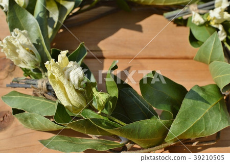 Lease of Laurie Lease of Laurie 39210505