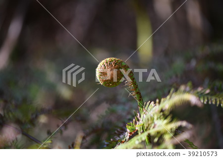 弗拉迪瓦的豆芽 39210573