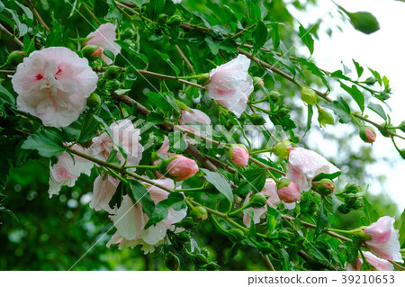 "Mukugee" that blooms a pale pink flower "Mukugee" that blooms a pale pink flower 39210653