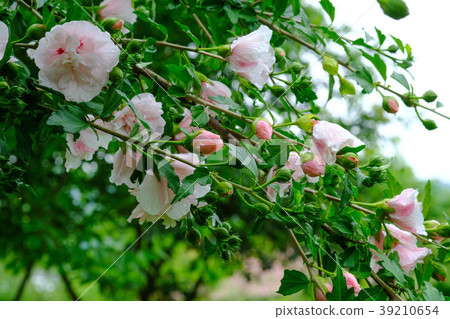 "Mukugee" that blooms a pale pink flower "Mukugee" that blooms a pale pink flower 39210654