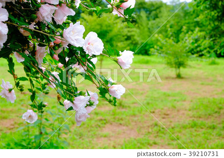 “Mukgee”有很多淡粉色的花朵 “Mukgee”有很多淡粉色的花朵 39210731