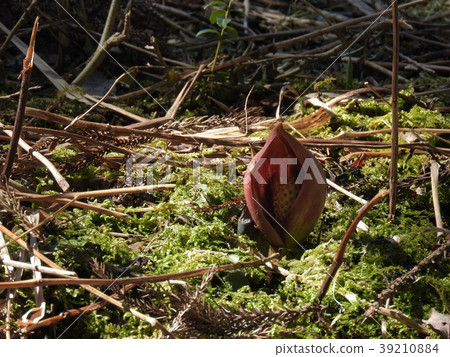 Zazenso（2017年3月長野縣） 39210884