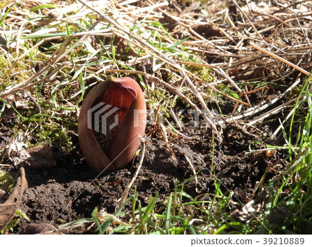 Zazenso（2017年3月長野縣） 39210889