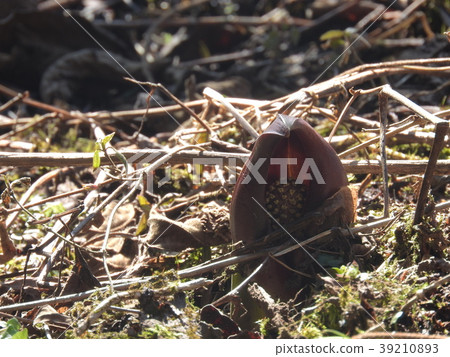 Zazenso (March 2017 Nagano Prefecture) 39210893