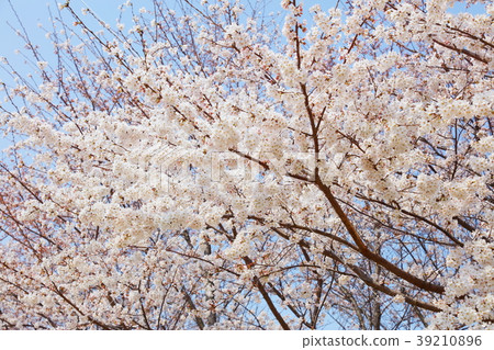 櫻花（染井吉野） 39210896