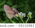 Close up of two butterflies feeding on flowers 39210981