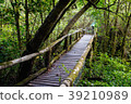 the old wooden bridge in evergreen forest 39210989