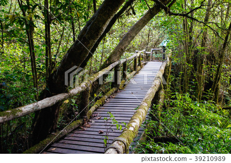 the old wooden bridge in evergreen forest the old wooden bridge in evergreen forest 39210989