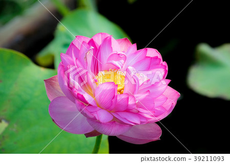 Lotus flower at the Tokyo University Greenery Plant Experiment Station Lotus flower at the Tokyo University Greenery Plant Experiment Station 39211093