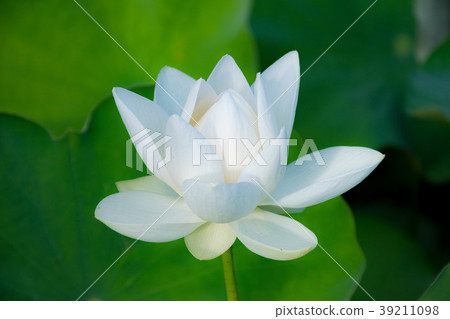 Lotus flower at the Tokyo University Greenery Plant Experiment Station Lotus flower at the Tokyo University Greenery Plant Experiment Station 39211098